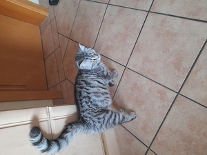 wunderschöne Britisch Kurzhaar Kitten