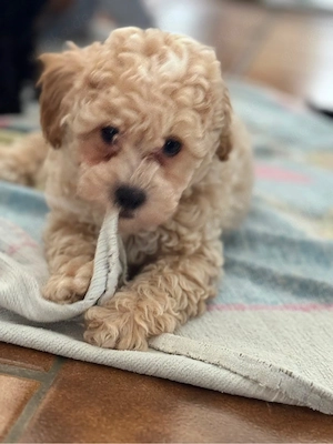 Wunderschöne Maltipoo-Welpen   2 Rüden in Weiß Beige   sofort ausziehbereit 
