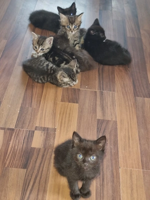 Katzen Baby