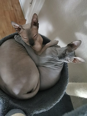 Don sphynx Geschwister  Bild 2