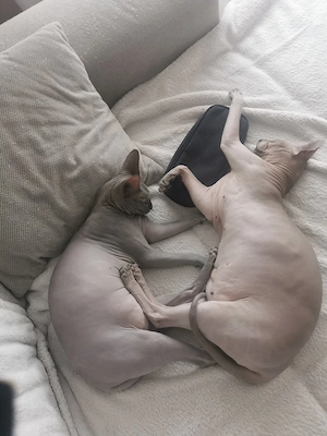 Don sphynx Geschwister  Bild 3