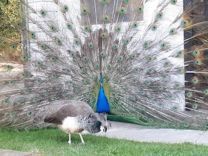 Pfau blaue Pfauen Nachwuchs 2026 abzugeben