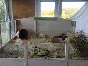 3 Meerschweinchen 