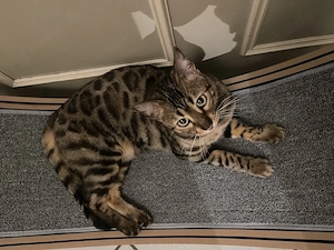 2 Bengalkatzen (Kater, 2 und Katze, 3) zusammen nur in gute Hände abzugeben
