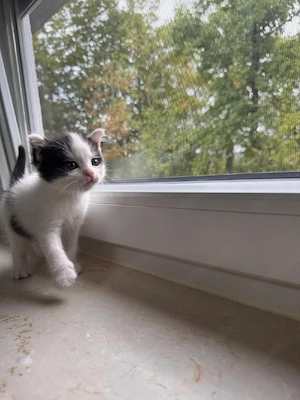 baby katzen