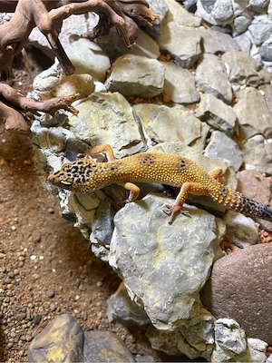 Leopard Geckos