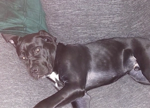 Cane Corso Rüde in gute Hände abzugeben   Kein Notverkauf