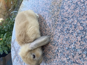 Zwergwidder Mädchen  Bild 2