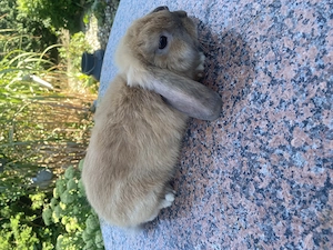 Zwergwidder Mädchen 