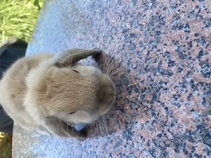 Zwergwidder Mädchen  Bild 3
