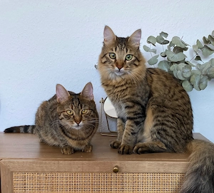Zwei liebevolle Katzen suchen ein Zuhause für immer Bild 1