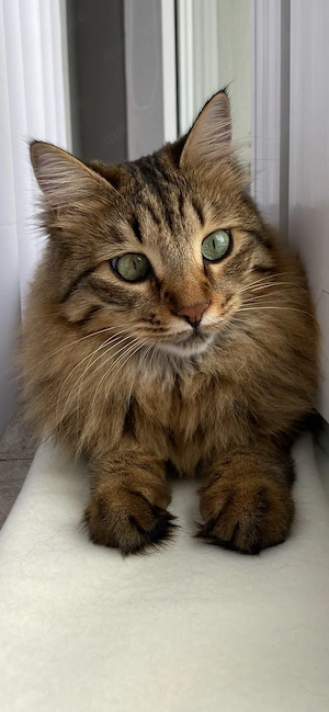 Zwei liebevolle Katzen suchen ein Zuhause für immer Bild 4