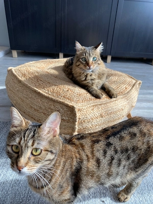 Zwei liebevolle Katzen suchen ein Zuhause für immer Bild 5