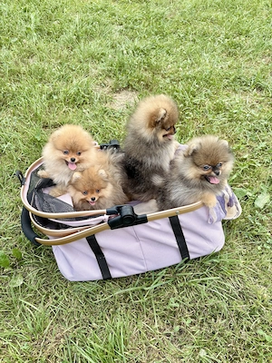 Pomeranian Zwergspitz Welpen