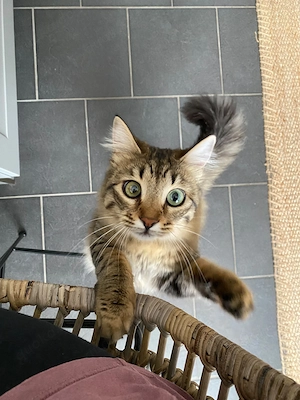 Zwei liebevolle Katzen suchen ein Zuhause für immer Bild 2