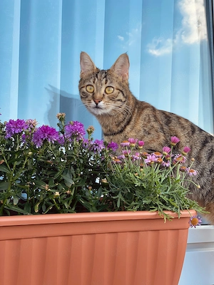 Zwei liebevolle Katzen suchen ein Zuhause für immer Bild 8