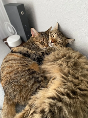 Zwei liebevolle Katzen suchen ein Zuhause für immer Bild 10