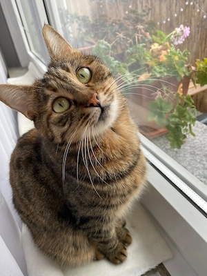 Zwei liebevolle Katzen suchen ein Zuhause für immer Bild 7