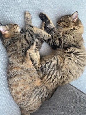 Zwei liebevolle Katzen suchen ein Zuhause für immer Bild 9