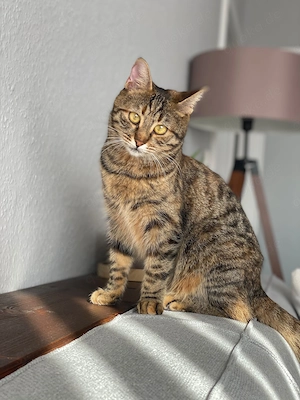 Zwei liebevolle Katzen suchen ein Zuhause für immer Bild 6