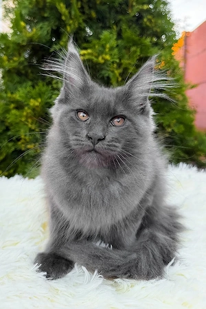 Wunderschöne, 3 Monate alte Maine Coon sucht ein Zuhause für immer.    