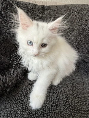 Perla & Bianco  kleine Wölkchen auf vier Pfoten   