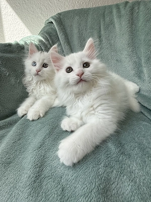   Ein ganz besonderes Maine Coon Geschwisterpaar sucht sein Für-immer-Zuhause  