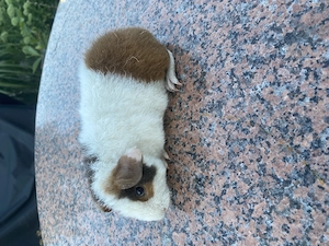 US Teddy Meerschweinchen 