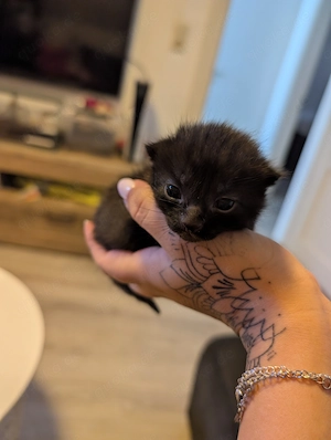 Katzenbabys in gute Hände abzugeben 