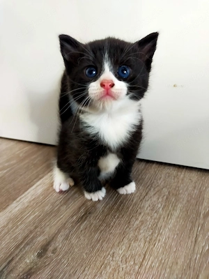 Babykatze weiblichen