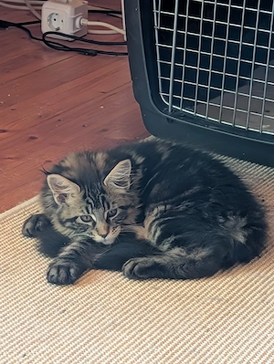 Maine Coon Babys  Bild 2