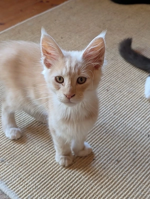 Maine Coon Babys  Bild 3