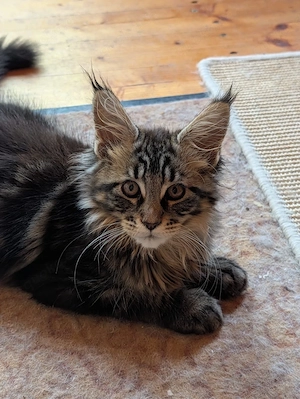 Maine Coon Babys  Bild 4