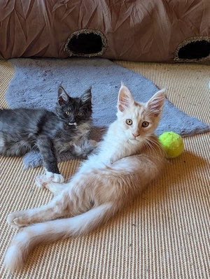 Maine Coon Babys 