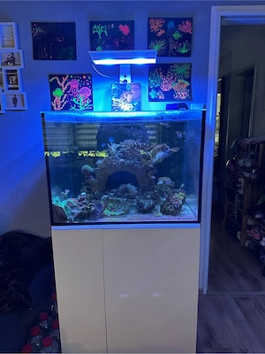 meerwasser aquarium zuverkaufen 