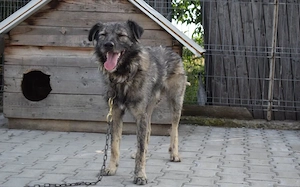 Menschenbezogener Sir Toby sucht liebevolles Zuhause