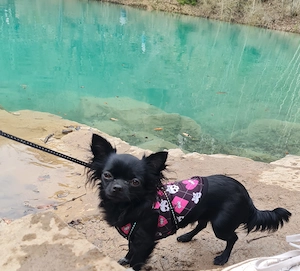 Suche Chihuahua Deckrüde  Bild 2