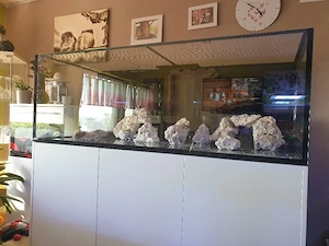 Aquarium Meerwasser 