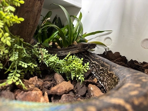 0.1 Boa Constrictor Imperator