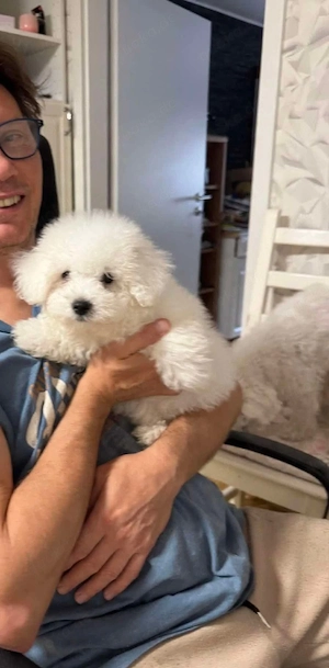 Wunderschöner Maltipoo-Rüde sucht liebevolles Zuhause 
