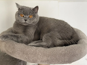 bkh Katzen Mädels abzugeben