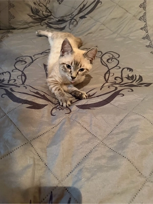 Bengak kitten  Bild 8