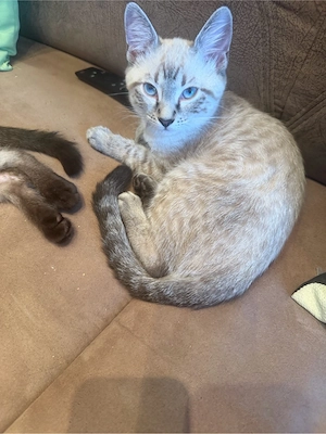 Bengak kitten  Bild 9