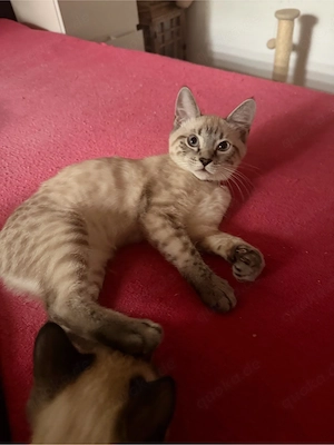 Bengak kitten  Bild 2