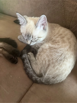 Bengak kitten  Bild 10