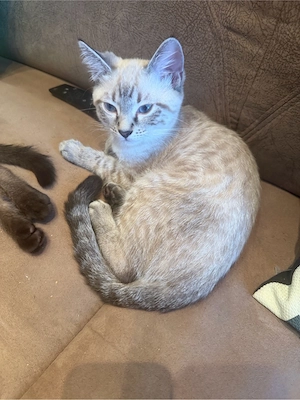 Bengak kitten  Bild 7