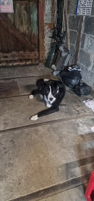 Alabai Akita Mischling (4 Jahre), sucht neues Zuhause  Dringend  