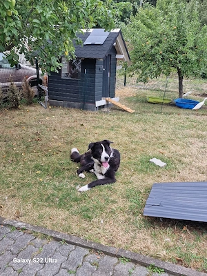Alabai Akita Mischling (4 Jahre), sucht neues Zuhause  Dringend  