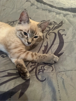 Bengak kitten  Bild 6