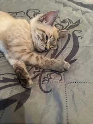 Bengak kitten  Bild 5